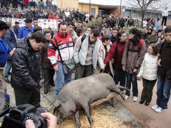 Momento de fotografiarse los valientes de AVIVA con el cochino.